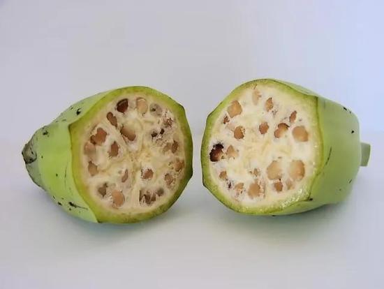 野生香蕉在没有转基因之前根本不能吃（图源：Wikipedia）