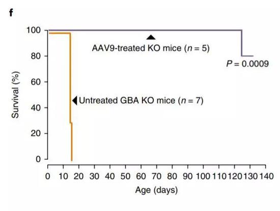 ▲接受过基因疗法的小鼠(紫色),生存期有显著提高(图片来源:《Nature Medicine》)