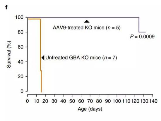 ▲接受过基因疗法的小鼠（紫色），生存期有显著提高（图片来源：《Nature Medicine》）