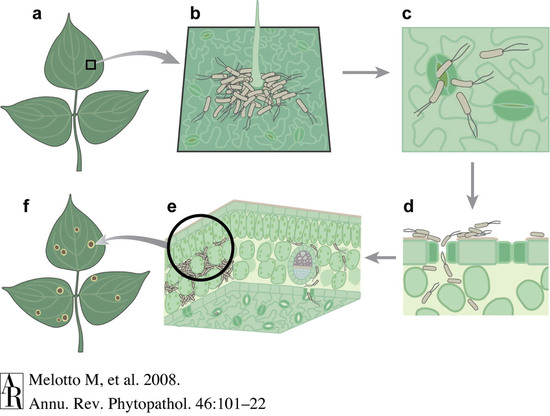 细菌入侵植物气孔示意图。图片来源:doi: 10.1146/annurev.phyto.121107.104959