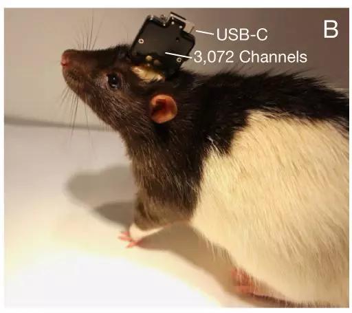 Neuralink在老鼠身上的实验显示(来源：Neuralink)