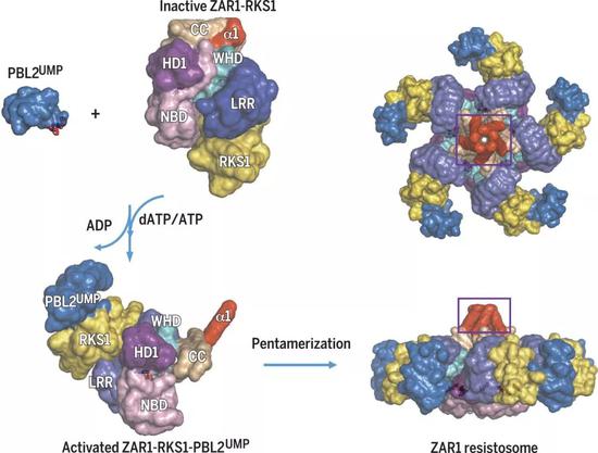 (图片来源:Reconstitution and structure of a plant NLR resistosome conferring immunity. Science 2019)