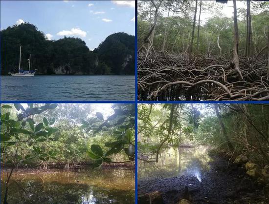 科研人员推测与缅甸琥珀森林相似的场景（中美洲多米尼加的海岸森林）