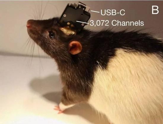 图6 长期植入大鼠体内的脑机接口装置。[1]