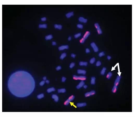 ▲斯考特染色体中出现了倒置和易位等变异（图片来源：参考资料[1]）