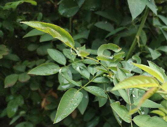 �������ţ���Ҷϸ��