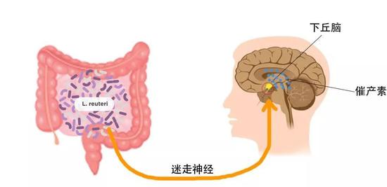 肠道的罗伊氏乳杆菌通过迷走神经影响大脑催产素水平。图片来源：作者绘制