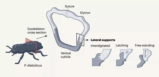 Suture代表了鞘翅中间的缝合口，图右侧展示了不同的外侧结构