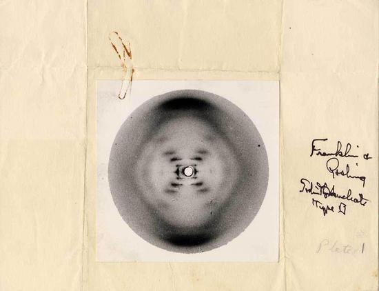 ▲富兰克林和她助手拍下的51号照片，被认为是破解DNA结构的关键。来源：askabiologist.asu.edu