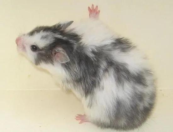 叙利亚仓鼠的显性白斑。图片来源:therealhamsterfacts.wixsite.com