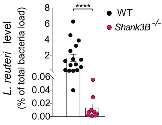 自闭症小鼠的肠道罗伊氏乳杆菌（右）水平显著低于正常水平（左）。图片来源：参考文献[1]