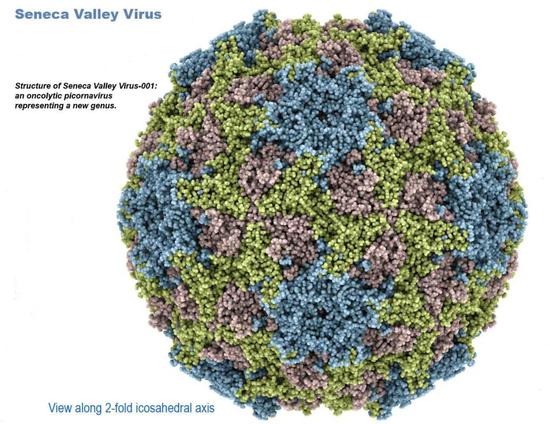 (塞内卡山谷病毒)
