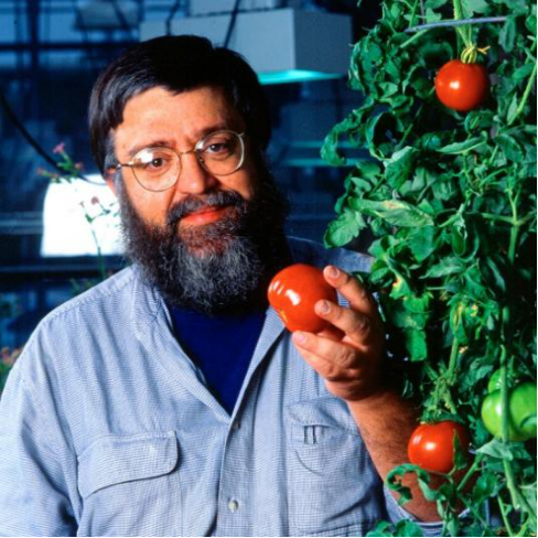 世界上第一个进行商业种植的转基因作物：Flavr Savr番茄，很难发现其与正常番茄的区别，图源ucanr.edu