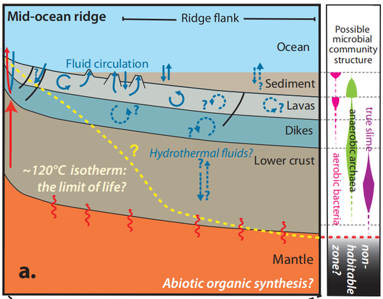 大洋中脊侧翼的微生物群落结构假说