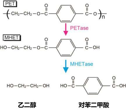 PET分解酶的分解路线,将PET转化为两种可降解产物,来源:参考文献5