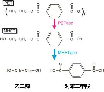 PET分解酶的分解路线，将PET转化为两种可降解产物，来源：参考文献5