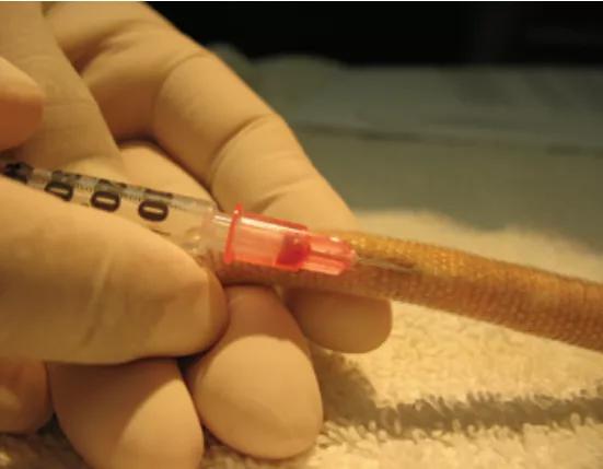 从尾静脉取血。图片来源:https://www.nature.com/articles/laban0906-24