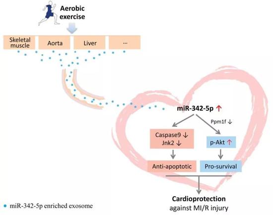 运动保护心脏的作用机制