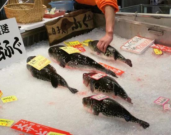 在被贩卖的新鲜的未处理的河豚鱼