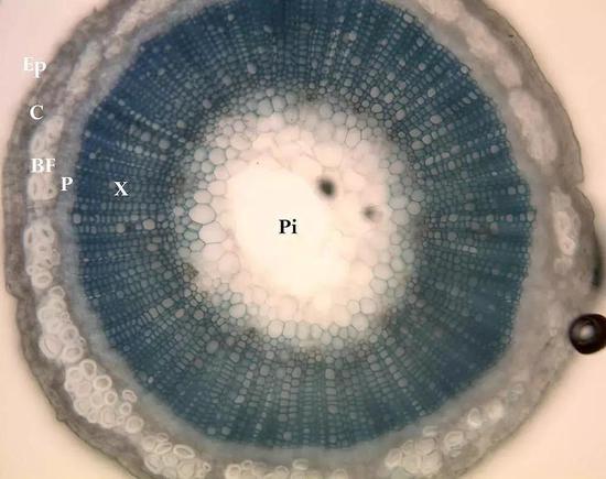  生物体既复杂又有序，就像这片亚麻茎的横截面。研究人员希望最终发展出描述所有生命的基本方程。|图片来源：Wikipedia