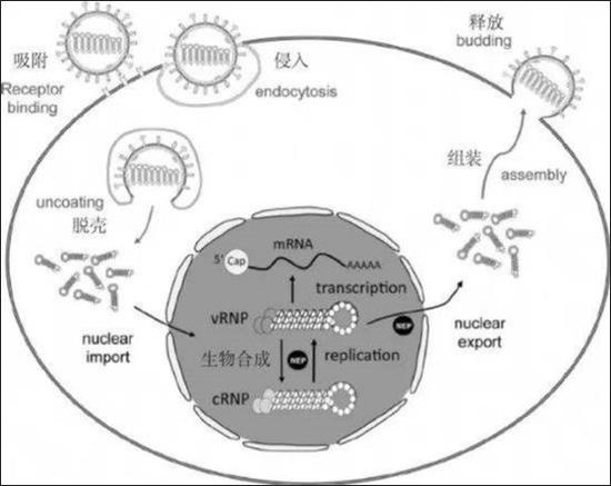病毒:复制,复制,再复制