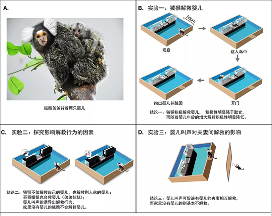 家中有“婴儿”，能促进狨猴利他