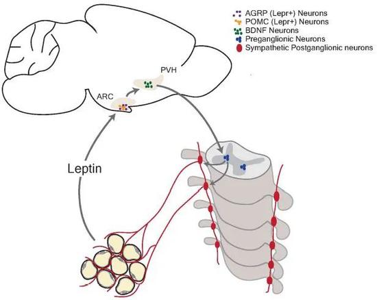脂肪组织分泌瘦素，通过下丘脑和生长信号影响支配脂肪的神经，形成了一套反馈机制