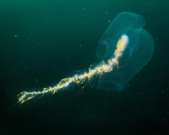 管水母。图片来源:monterey bay aquarium