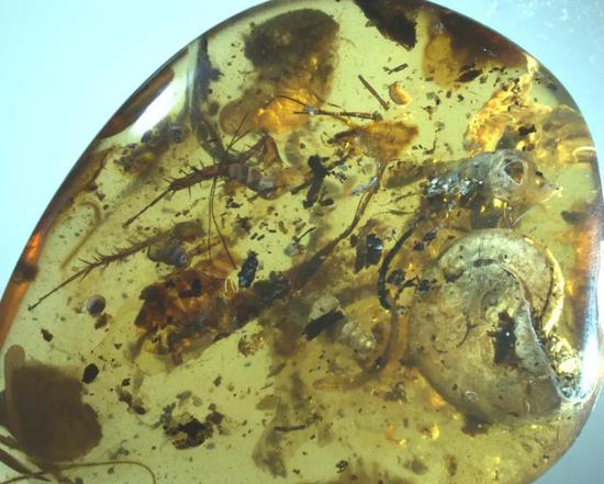 这些生物分别来自海、陆、空不同的环境,却共存于一枚琥珀中,实属不易。