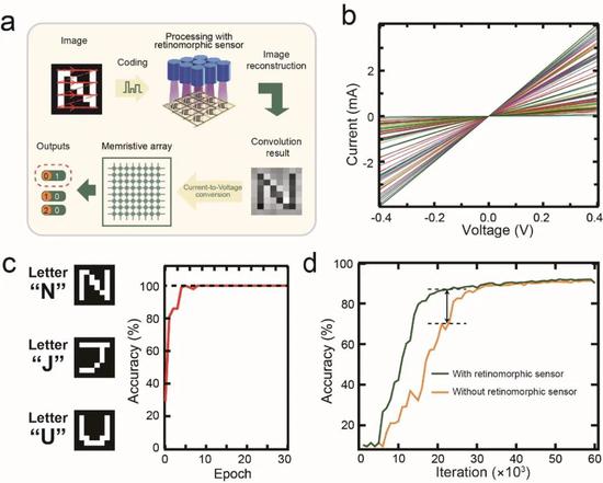 图3，用于图像识别的类脑视觉系统。（a）类脑视觉系统用于图像识别的流程图。用于图像识别的8×8“N”，“J”，”U“噪点字母集（c左图）被输入视网膜形态传感器中，进行同步图像感知和预处理；处理后的结果输入忆阻交叉阵列进行图像识别。（b）忆阻器具有线性的电压-电流特征。类脑视觉系统对该字母集的识别率达到100%（c右图）。（d）视网膜形态传感器的存在能够加速图像的识别率和收敛速度。