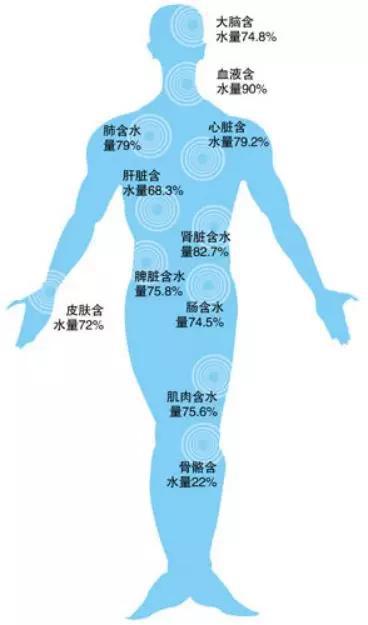 图：肌肉的含水量高达75.6%