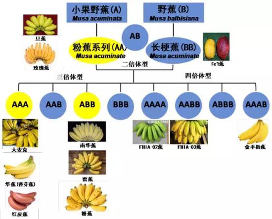 一般将小果野蕉含有的基因组统称为A组染色体，而野蕉则称为B组染色体。目前主要的香蕉品种基因情况及形态特征。其中，国人食用的主要是华蕉和粉蕉品种，二者均为人工选育的香蕉品种，但在分类学上是两个物种。