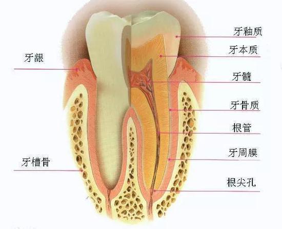 图1. 人类的牙齿结构图