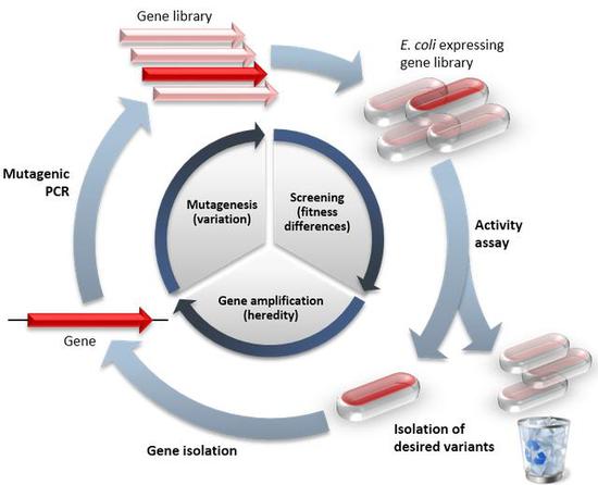 定向进化和自然选择对比，来源：Thomas Shafee PhD thesis， CC BY 4.0