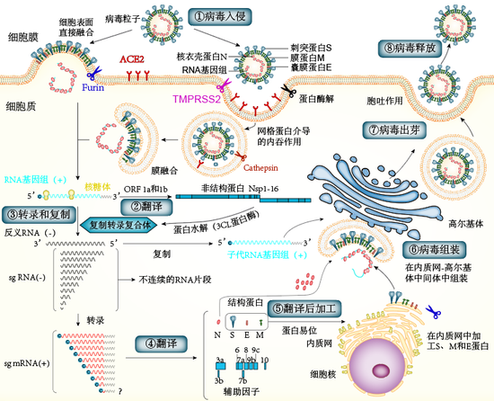 突然闻不出饭香？可能是新冠病毒作祟新冠病毒嗅觉新冠肺炎