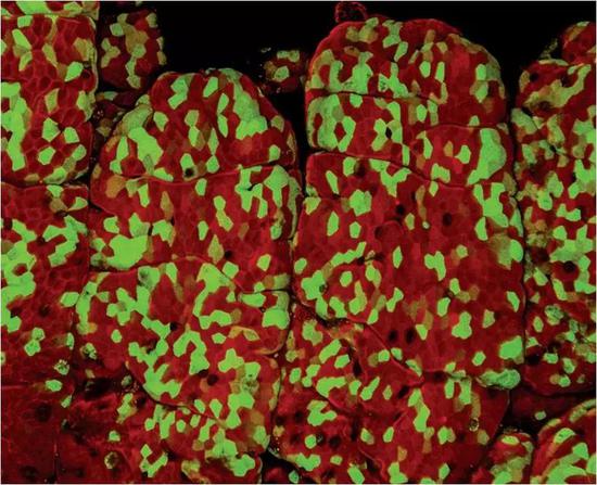 ▲研究人员们使用绿色荧光蛋白标记不同的细胞，追踪它们的移动（图片来源：参考资料[2]）