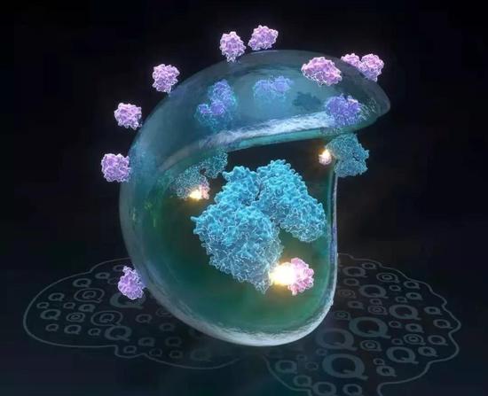▲发光的小分子胶水连接了致病蛋白mHTT（蓝色）和自噬小体蛋白LC3（紫色），将其带入自噬小体进一步降解（图片来源：复旦大学）
