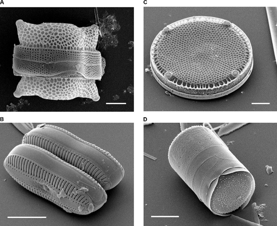 各种硅藻单体/群体的SEM成像图 (A)Biddulphia reticulata;(B)Diploneis sp;(C)Eupodiscus radiatus;(D)Melosira varians