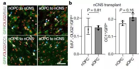 ▲把老年小鼠的OPC（aOPC）移植到新生小鼠的脑中（nCNS），细胞的增殖和分化能力恢复（图片来源：参考资料[1]）