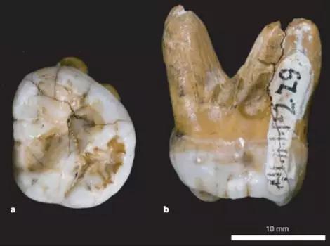 确定“丹尼索瓦人”身份的臼齿（图源：DavidReich et al。， 2010）