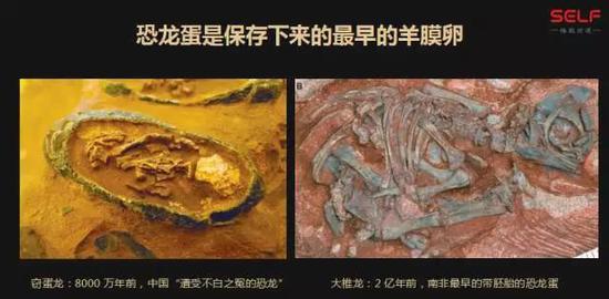 先有鸡还是先有蛋?我敢肯定地告诉你先有蛋