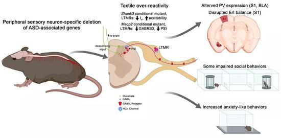 ▲外周感觉神经元功能异常改变触觉相关脑区的发育和动物行为（图片来源：参考资料[1]）