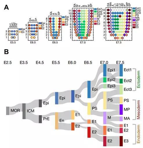 早期胚胎发育时期胚胎空间转录组的空间表达结构域及其相似性。　A， 小鼠着床后早期（E5.5）到原肠运动晚期（E7.5）不同时期的空间表达结构域；B，早期胚胎空间表达结构域的相似性。不同时期的颜色条代表基因表达结构域，MOR-桑椹胚，ICM-内细胞团，Epi-上胚层，PrE-原始内胚层，En-内胚层，E1-内胚层基因表达结构域1，Ect-外胚层，PS-原条，M-中胚层，MA-前端中胚层，MP-后端中胚层。计算结构域之间的相关性，连接线的粗细表示相对相关性大小。