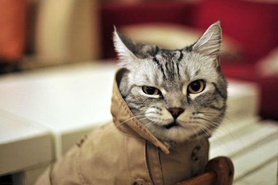 猫的照片怎么修 S-Is-fxksqiv8446395.jpg