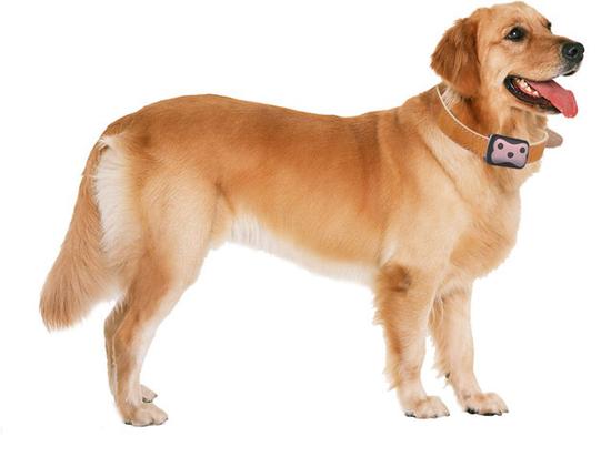 一键喊你的狗回家 迪思特宠物定位器|宠物可穿