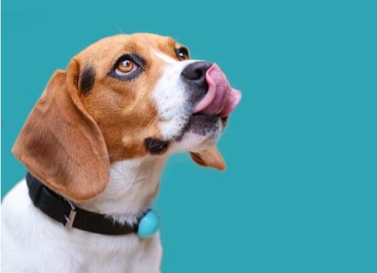 宠物版穿戴装置 帮家里的狗狗记录运动量|穿戴