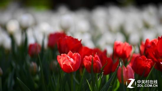 极致速度极限高感 尼康旗舰D5深度评测|尼康|全