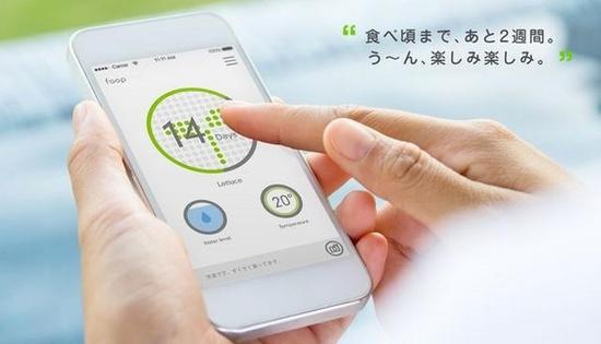 每日一荐:想亲手种菜?在家就能搞定第3张图 每日一荐:想亲手种菜?在家就能搞定第3张图