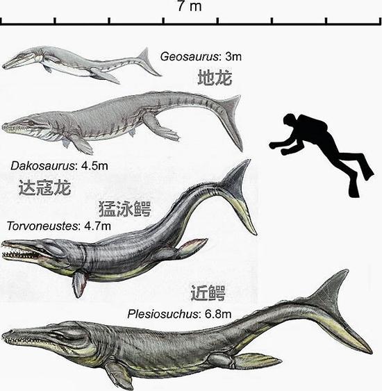 鳄鱼称霸海洋之梦因何而破灭?并不算成功的猎食者 409cf636afc37931c9a74485ecc4b74542a9113f