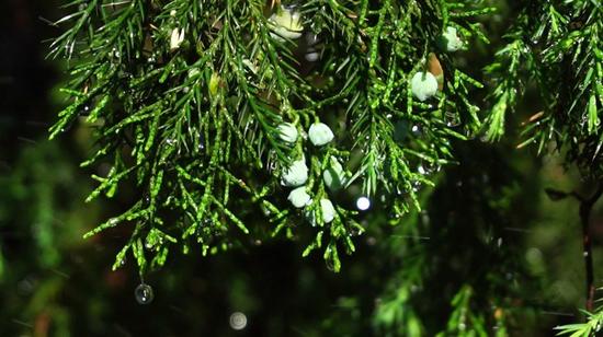 425点AF对焦很逆天 索尼微单A6300评测|索尼